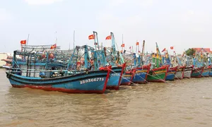Hơn 9.300 tàu cá không đủ điều kiện hoạt động