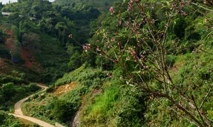 Hoa đào nở sớm ở Tà Xùa